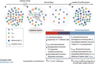 Sepsis-induced changes in differentiation, maintenance, and function of memory CD8 T cell subsets